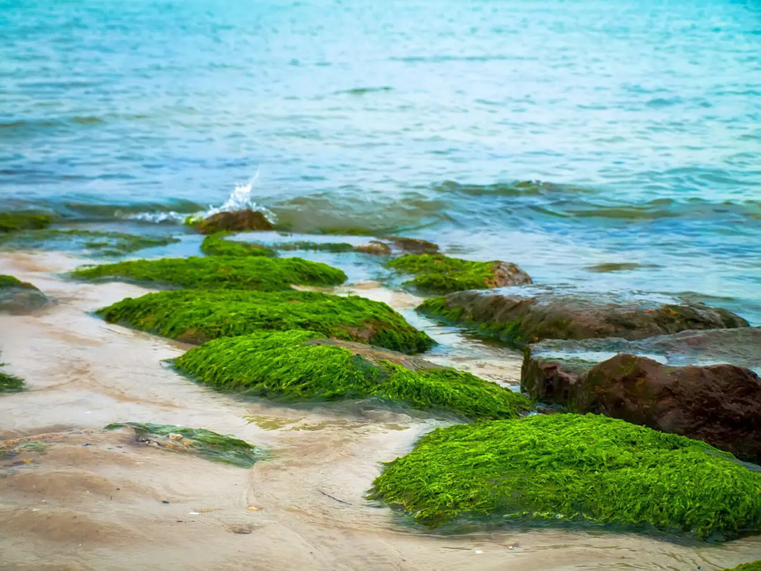 "Antitumor potential of carrageenans from marine red algae" - Sea Moss Blog Post Article #2